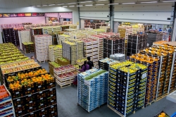 The export potential of Mercabarna